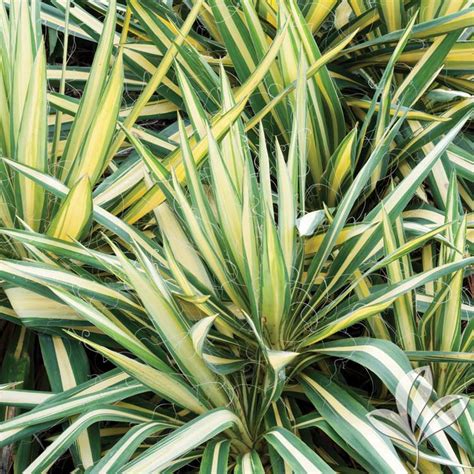 Color Guard Yucca Yucca Filamentosa Color Guard Magnolia Gardens