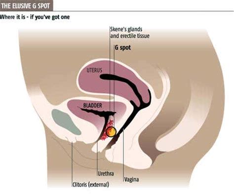 Bigger is better when it comes to the G spot | New Scientist