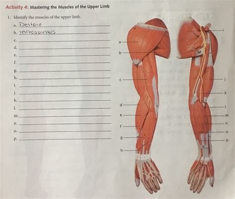 Solved Activity 4 Mastering The Muscles Of The Upper Lim