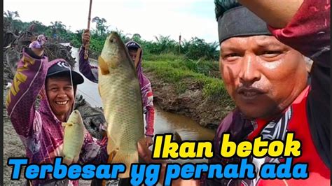 Mancing Jumpa Sarang Ikan Betok Super Jumbo Super Babon Youtube