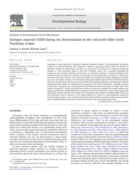 PDF Estrogen Represses SOX During Sex Determination In The Red Eared Slider Turtle Trachemys