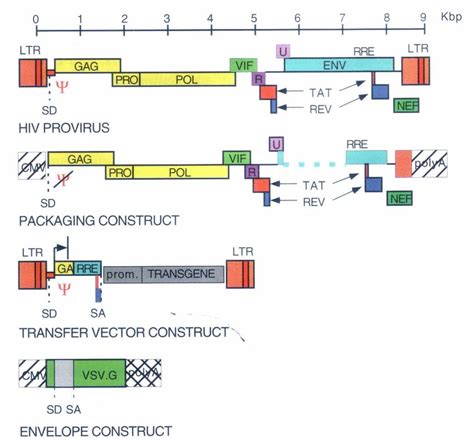 Schematic representation of the HIV provirus and the three-plasmid ...