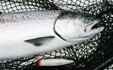 Powell River Fishing Charters - Sunshine Coast Salmon Fishing Charters