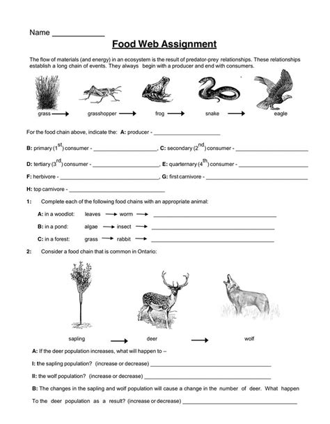 Food Chains And Food Webs Worksheet Worksheet Food Chain Web