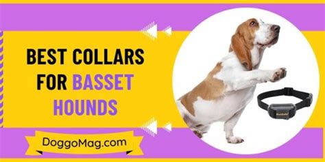 5 Sturdy Best Collars For Basset Hounds In 2024 Doggomag