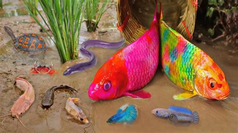 So Amazing Catching Colorful Betta Fish In The River Giant Catfish