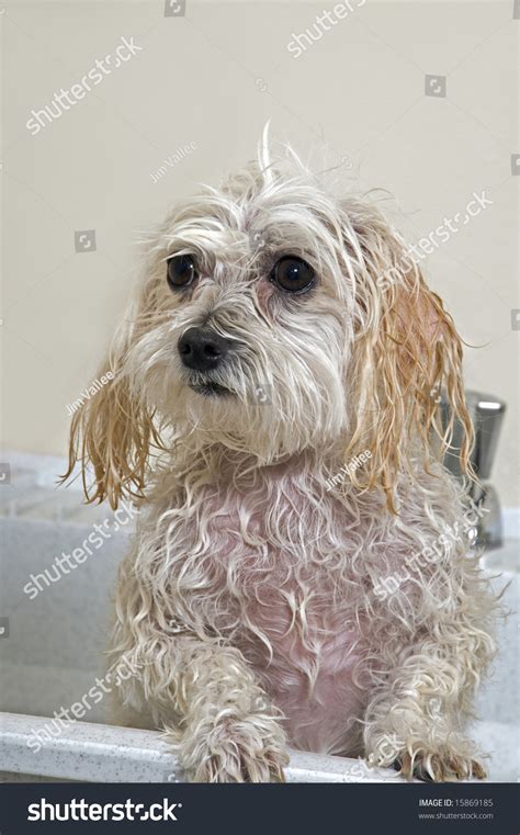 Maltese Toy Poodle Mix Maltipoo Puppy Stock Photo 15869185 | Shutterstock