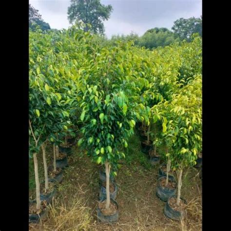 Ficus Benjamina Plant, For Garden at Rs 180/plant in Chilkana Sultanpur | ID: 2850042002273