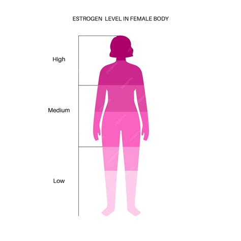 Tabela De Cores Do Nível De Estrogênio Produção De Hormônios Sexuais