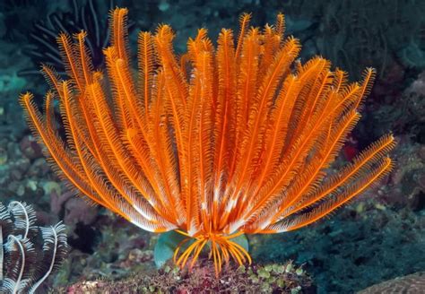 Crinoids: The Weird World of Feather Stars & Sea Lilies - Earth Life