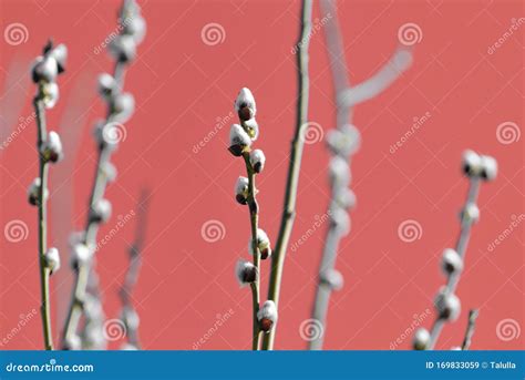 Pussy Willow Branches On An Abstract Red Background Close Up Stock Image Image Of Life