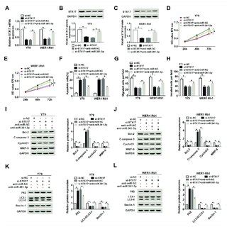 The Effect Of Mir P On Stx Regulated Rb Cell Progression A C