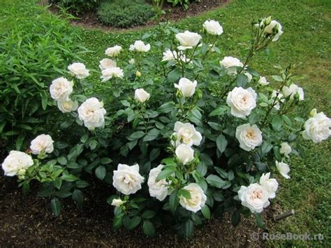 Роза Лионс Розе Фото И Описание – Telegraph