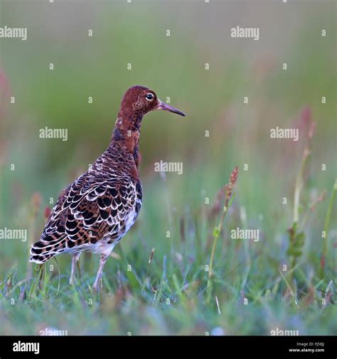 Ruff Philomachus Pugnax Male Standing In A Meadow Netherlands