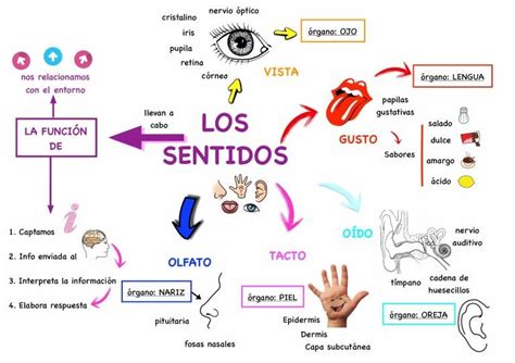 Mapa Mental De Los Sentidos Tienes Que Saber Esto Hot Sex Picture