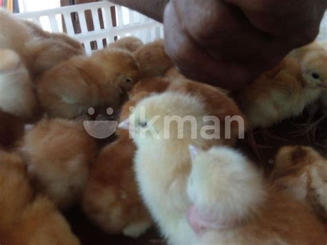 Red Layer Chick For Sale In Nattandiya Ikman