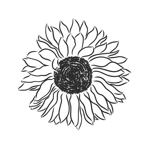 Contorno De Girasol Doodle Aislado Sobre Fondo Blanco Dibujo De Vector