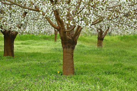 Spring Cherry Blossom Trees Stock Photo - Image of cherry, nature: 53697824