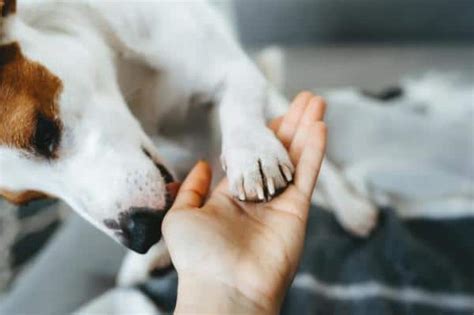 Por Que Lame El Perro Causas Y Como Comportarse Vida Con Mascotas