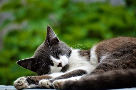 Un Gato Duerme Sobre Una Mesa De Fondo Verde Foto Premium