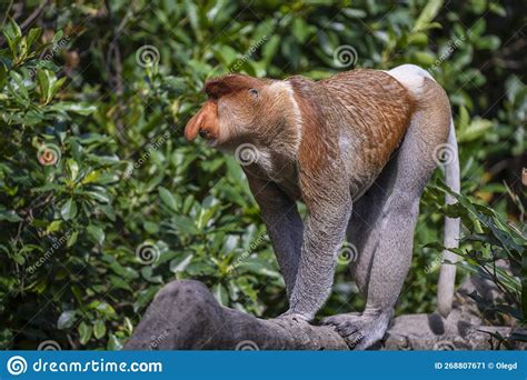 Familia De Proboscis Monkey Silvestre O Nasalis Larvatus En La Selva