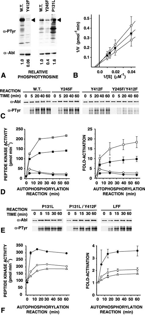 C Abl Has High Intrinsic Tyrosine Kinase Activity That Is Stimulated By