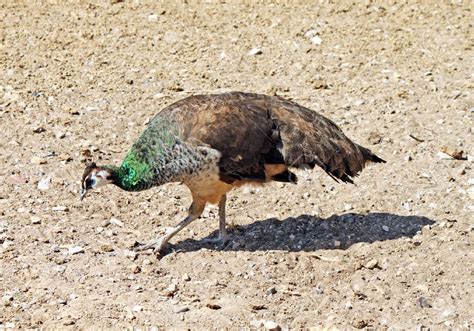 Pavo Real Características Reproducción Y Fotos Animalesmascotas