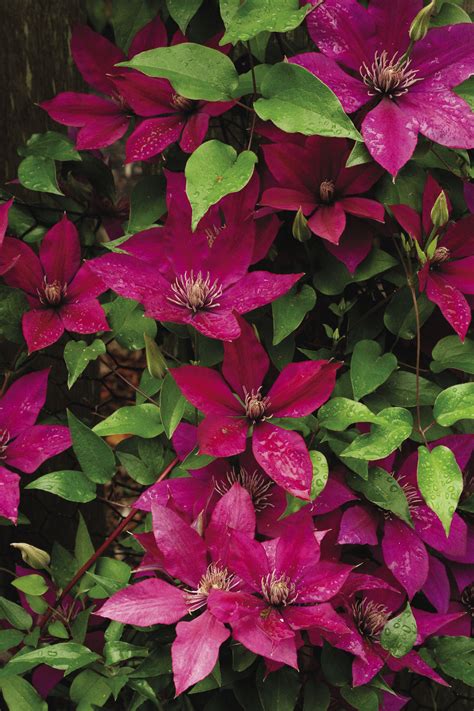 The Best Big Blooming Clematis Fine Gardening