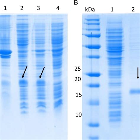 Expression Of HisrDisintegrin In E Coli BL21 Cells And Its