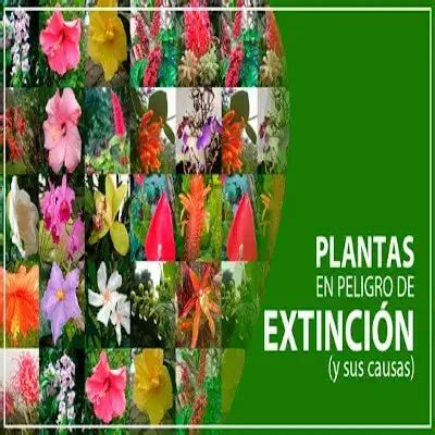 17 Plantas en Peligro de Extinción en Ecuador y sus causas 2025 elyex