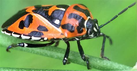 Harlequin Cabbage Bug Murgantia Histrionica Murgantia Histrionica