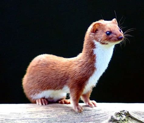 Least Weasel Mammals Of Wisconsin · Inaturalist