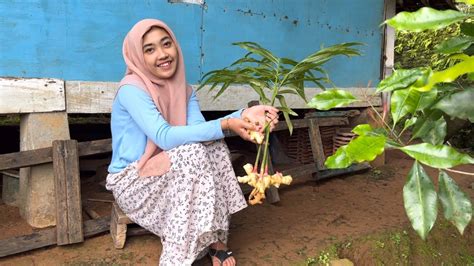 Perawan Desa Gadis Yatim Cantik Alami Hidup Sederhana Di Pelosok