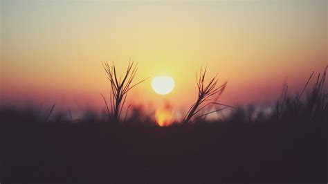 Wallpaper Sunlight Depth Of Field Sunset Nature Plants Macro