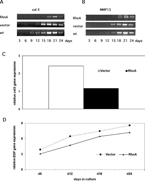 RhoA overexpression inhibits hypertrophic gene expression. Induction of ... 