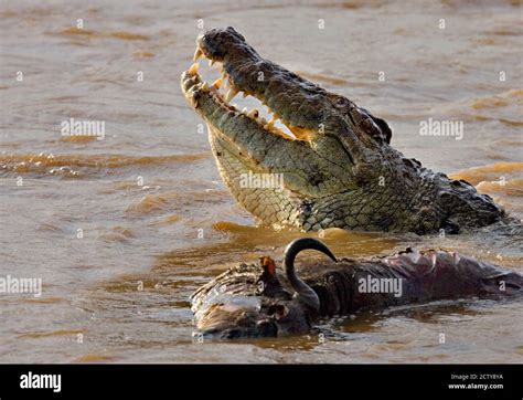 crocodiles eating prey