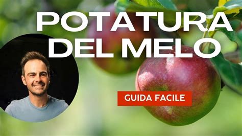 Potatura Del Melo Metodo Semplice Per Potare Il Melo Regole E