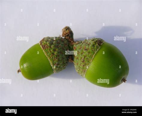 Oak (Quercus) seed Acorn Stock Photo - Alamy