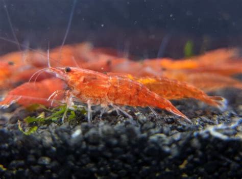 Sakura Grade Cherry Shrimp