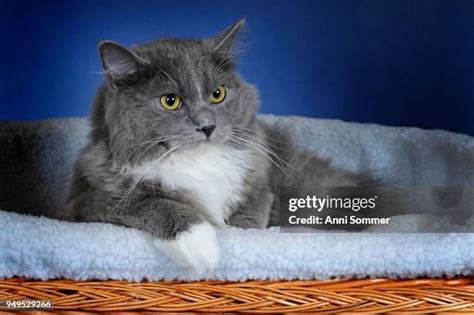 46 Blue Mitted Ragdoll Stock Photos, High-Res Pictures, and Images ...