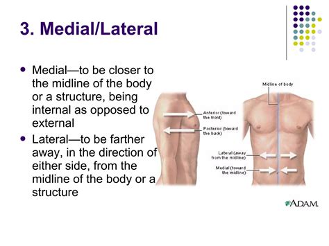 Anatomical position.ppt (1) | PPT