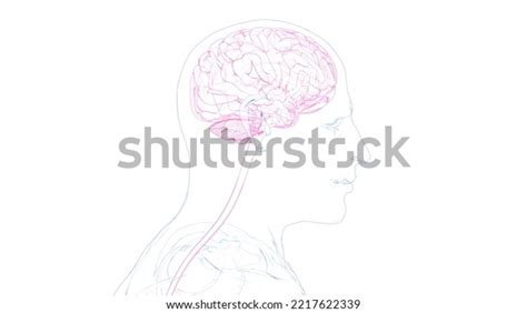 Human Brain Parts Drawing Anatomy 3d Stock Illustration 2217622339 ...