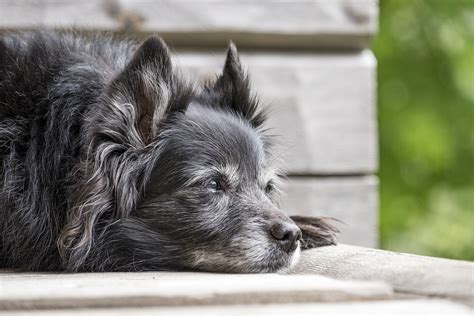 Cachorro Vomitando Amarelo Causas E O Que Fazer Blog Da Cobasi