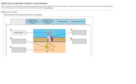 Active Transport Animation