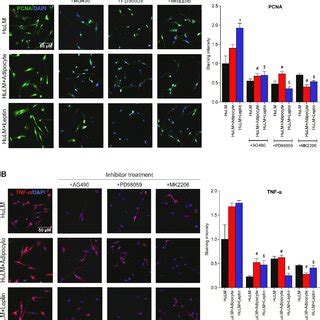 Effect Of Stat Erk And Akt Inhibitor Treatment In Pcna And Tnf