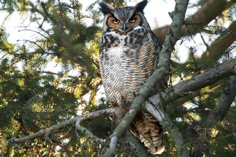 Female Great Horned Owl Photograph By Judy Tomlinson Fine Art America