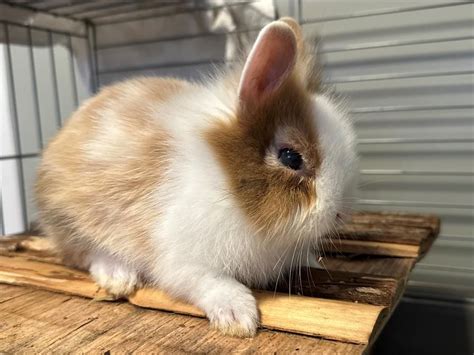 Adoption de Seli Indéfinie lapin nain bélier région Auvergne Rhône Alpes