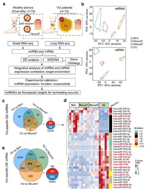 Paired Profiling Of Mirna And Mrna Expression In Human Wounds A