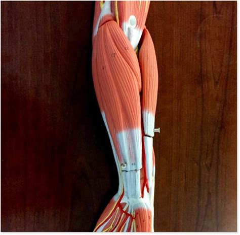 Ventral Forearm Superficial Layer Diagram Quizlet