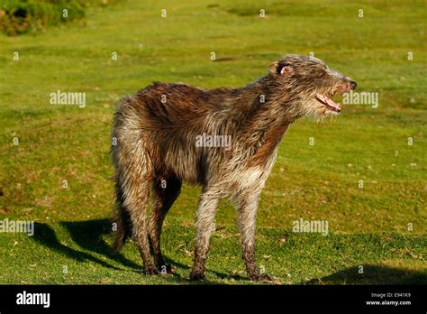 Tallest breed of dog, the Irish Wolfhound, rough coated, strong ...